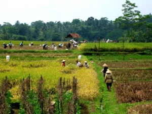 sawah
